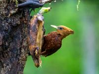 Futterstelle mit Rotkehlspecht